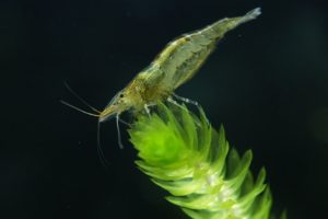 ミナミヌマエビ
