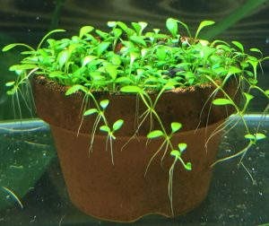グロッソスティグマ