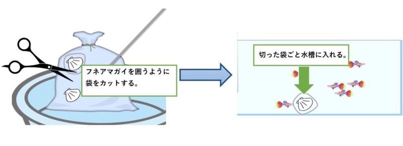フネアマガイの飼い方 Aquarium Library