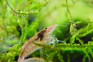 レッドチェリーシュリンプ