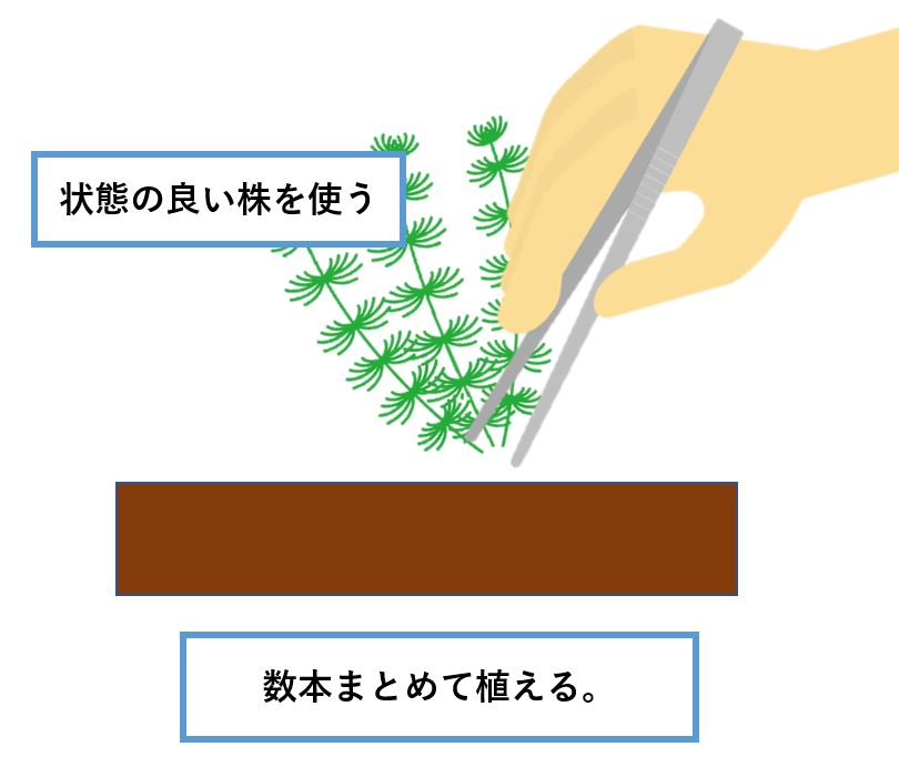 ポゴステモン デカネンシスの育て方 Aquarium Library