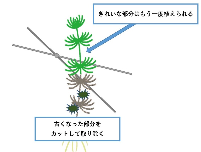 ポゴステモン デカネンシスの育て方 Aquarium Library ポゴステモン デカネンシスの育て方 Aquarium Library