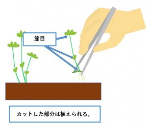 ベトナムクローバー-トリミング3