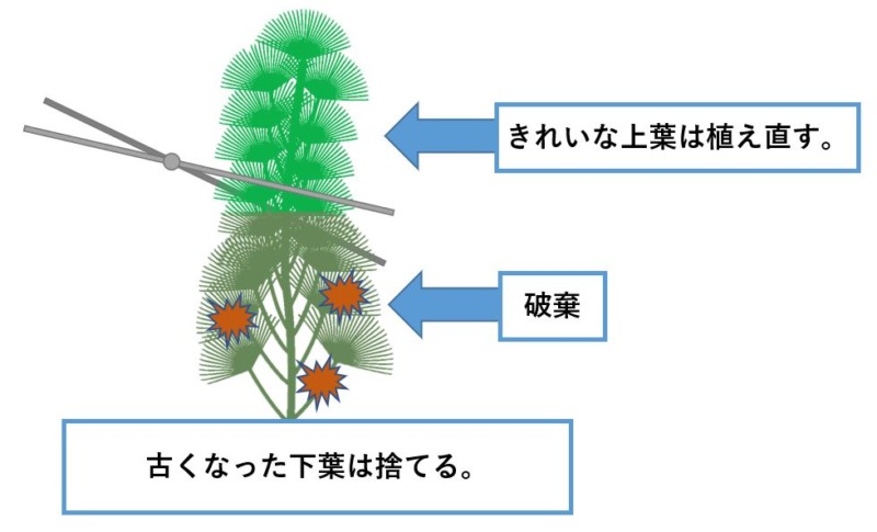 カボンバの育て方 Aquarium Library