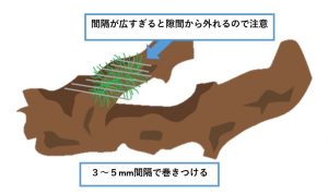 南米ウィローモス-植え方-巻きつける