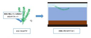 マツモ-植え方１