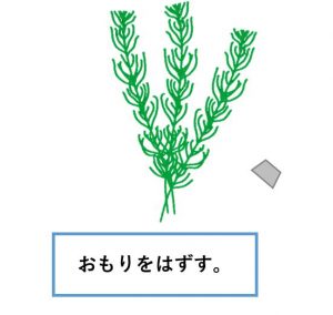 マツモ-植え方２