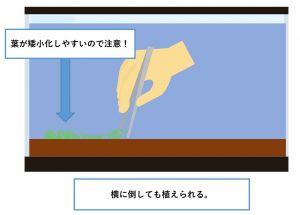 ミリオフィラム・マトグロッセンセの植え方２