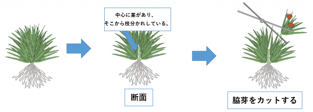 ブリクサショートリーフの育て方 | Aquarium Library