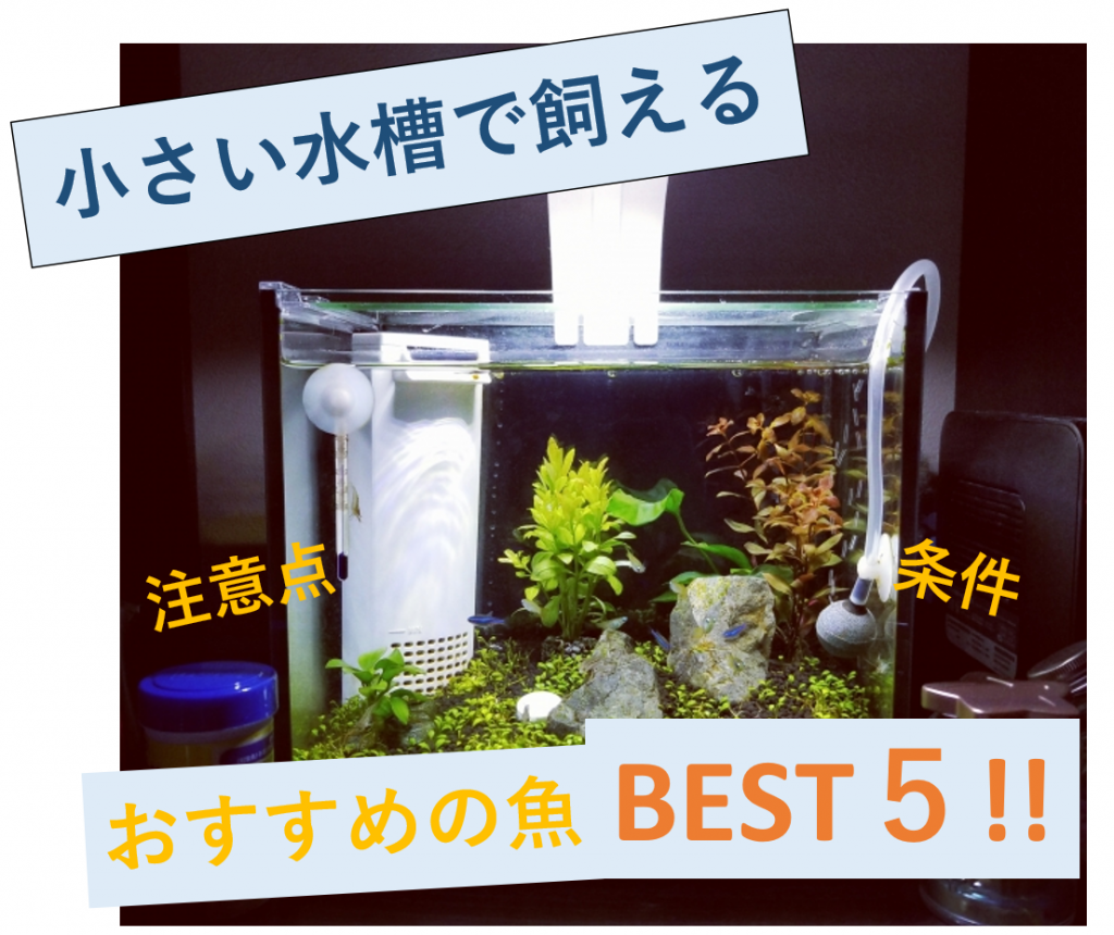 小さい水槽で飼える魚の４つの条件とおすすめの魚ベスト５ Aquarium Library