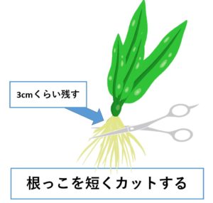 アマゾンソード　根切り