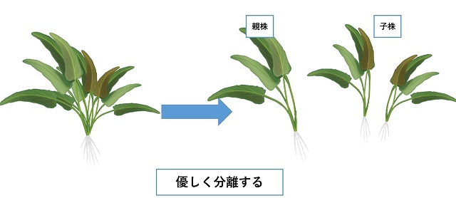 クリプトコリネ ウェンティー グリーンの育て方 Aquarium Library