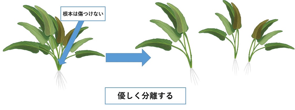 クリプトコリネ ウェンティー グリーンの育て方 Aquarium Library