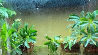 観葉植物を水槽で育てるハイドロカルチャーとは やり方とオススメの観葉植物 Aquarium Library