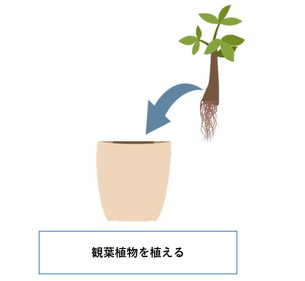 アクアポニックスモドキ　観葉植物を植える